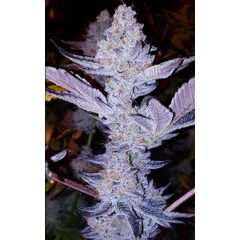 GMO Zkittlez F1 Regular, Фасовка: 8